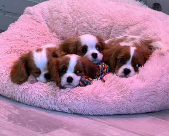 cavalier-king-charles-spaniel-puppies-for-sale-in-illinois-find-your-perfect-companion-big-0