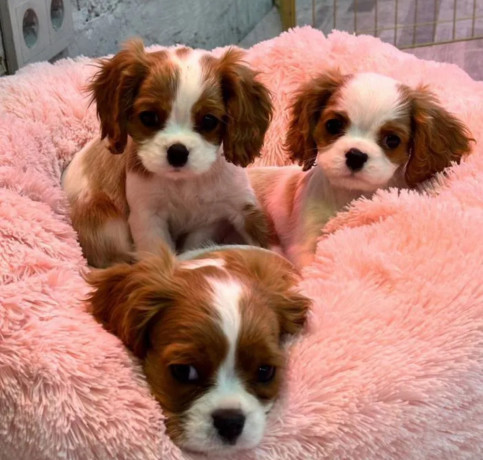 cavalier-king-charles-spaniel-puppies-for-sale-in-illinois-find-your-perfect-companion-big-1