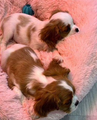 cavalier-king-charles-spaniel-puppies-for-sale-in-illinois-find-your-perfect-companion-big-2