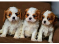 adorable-cavalier-king-charles-spaniel-puppies-for-sale-in-indiana-limited-availability-small-3