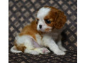 adorable-cavalier-king-charles-spaniel-puppies-for-sale-in-indiana-limited-availability-small-2