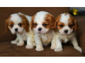 adorable-cavalier-king-charles-spaniel-puppies-for-sale-in-indiana-limited-availability-small-4