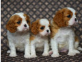 adorable-cavalier-king-charles-spaniel-puppies-for-sale-in-indiana-limited-availability-small-0