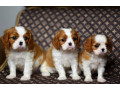 adorable-cavalier-king-charles-spaniel-puppies-for-sale-in-indiana-limited-availability-small-1