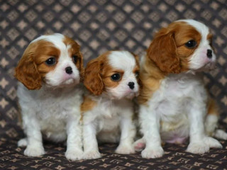 Adorable Cavalier King Charles Spaniel Puppies for Sale in Indiana Limited Availability!