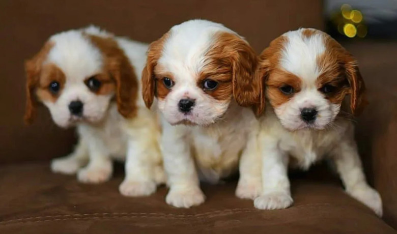 adorable-cavalier-king-charles-spaniel-puppies-for-sale-in-indiana-limited-availability-big-4