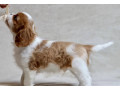 cavalier-king-charles-spaniel-puppies-for-sale-in-iowa-perfect-family-pets-small-2