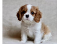 cavalier-king-charles-spaniel-puppies-for-sale-in-iowa-perfect-family-pets-small-0