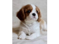 cavalier-king-charles-spaniel-puppies-for-sale-in-iowa-perfect-family-pets-small-3