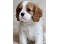 cavalier-king-charles-spaniel-puppies-for-sale-in-iowa-perfect-family-pets-small-1