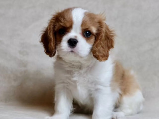 Cavalier King Charles Spaniel Puppies for Sale in Iowa Perfect Family Pets!