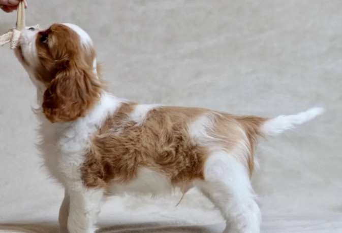 cavalier-king-charles-spaniel-puppies-for-sale-in-iowa-perfect-family-pets-big-2