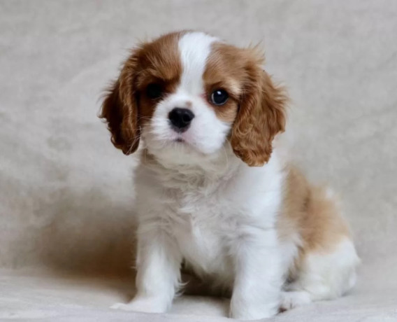 cavalier-king-charles-spaniel-puppies-for-sale-in-iowa-perfect-family-pets-big-0