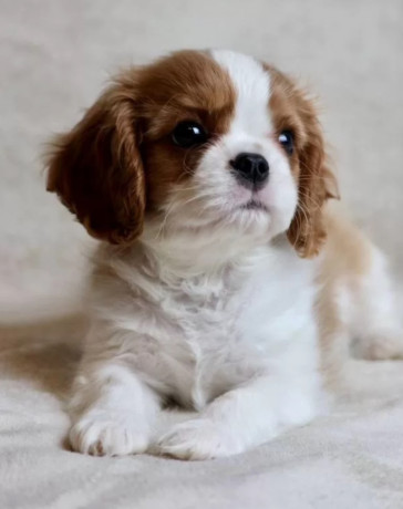 cavalier-king-charles-spaniel-puppies-for-sale-in-iowa-perfect-family-pets-big-3