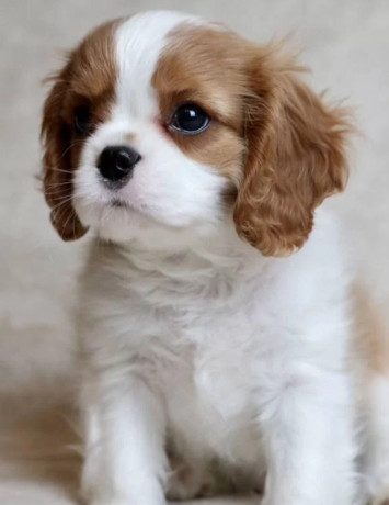 cavalier-king-charles-spaniel-puppies-for-sale-in-iowa-perfect-family-pets-big-1