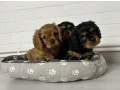 healthy-cavalier-king-charles-spaniel-puppies-for-sale-in-kansas-ready-for-adoption-small-1