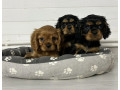 healthy-cavalier-king-charles-spaniel-puppies-for-sale-in-kansas-ready-for-adoption-small-2