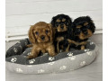 healthy-cavalier-king-charles-spaniel-puppies-for-sale-in-kansas-ready-for-adoption-small-0