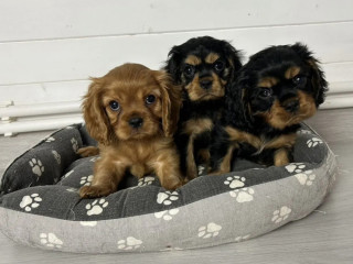 Healthy Cavalier King Charles Spaniel Puppies for Sale in Kansas Ready for Adoption!