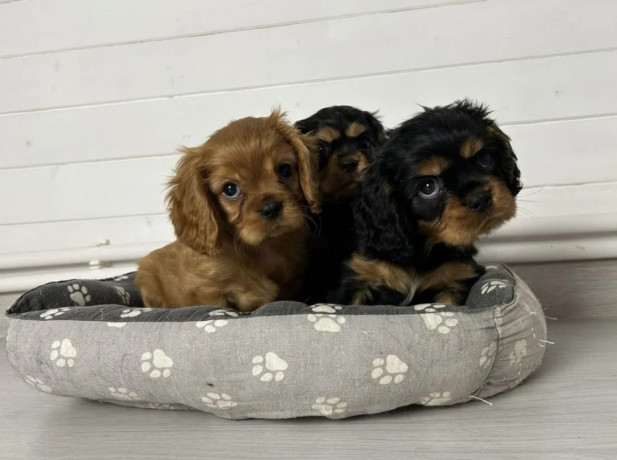 healthy-cavalier-king-charles-spaniel-puppies-for-sale-in-kansas-ready-for-adoption-big-1