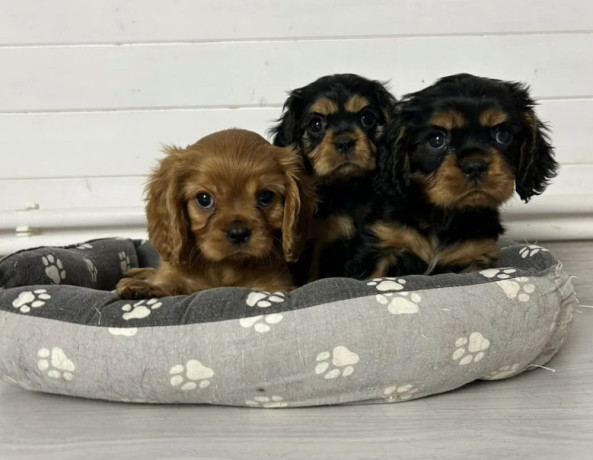 healthy-cavalier-king-charles-spaniel-puppies-for-sale-in-kansas-ready-for-adoption-big-2