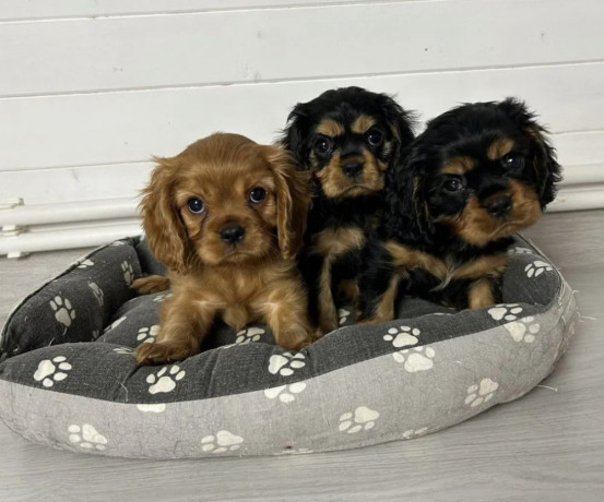 healthy-cavalier-king-charles-spaniel-puppies-for-sale-in-kansas-ready-for-adoption-big-0