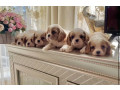 cavalier-king-charles-spaniel-puppies-for-sale-in-kentucky-small-1