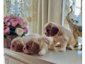 cavalier-king-charles-spaniel-puppies-for-sale-in-kentucky-small-2