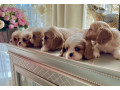 cavalier-king-charles-spaniel-puppies-for-sale-in-kentucky-small-4