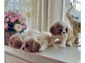 cavalier-king-charles-spaniel-puppies-for-sale-in-kentucky-small-3