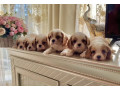 cavalier-king-charles-spaniel-puppies-for-sale-in-kentucky-small-0