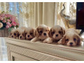 cavalier-king-charles-spaniel-puppies-for-sale-in-kentucky-small-7