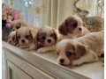 cavalier-king-charles-spaniel-puppies-for-sale-in-kentucky-small-5