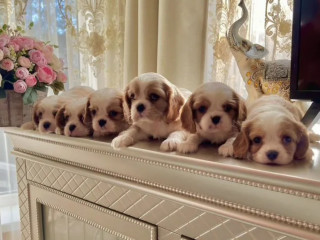 Cavalier King Charles Spaniel Puppies for Sale in Kentucky!