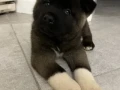 for-sale-adorable-2-month-old-american-akita-puppy-small-8