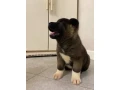 for-sale-adorable-2-month-old-american-akita-puppy-small-3