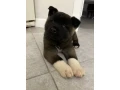 for-sale-adorable-2-month-old-american-akita-puppy-small-4