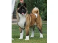 for-sale-adorable-2-month-old-american-akita-puppy-small-1