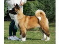 for-sale-adorable-2-month-old-american-akita-puppy-small-0