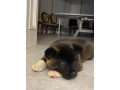 for-sale-adorable-2-month-old-american-akita-puppy-small-6