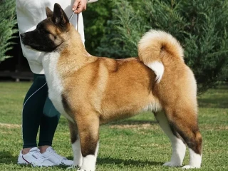 For Sale: Adorable 2-Month-Old American Akita Puppy!