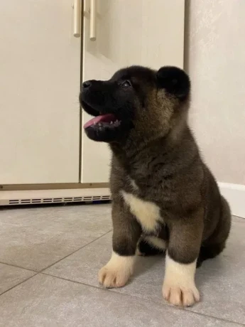 for-sale-adorable-2-month-old-american-akita-puppy-big-3