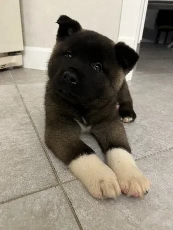 for-sale-adorable-2-month-old-american-akita-puppy-big-4