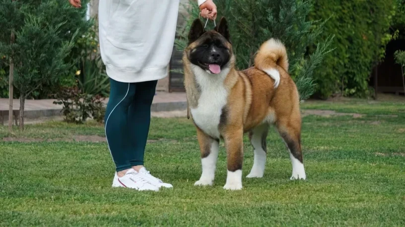 for-sale-adorable-2-month-old-american-akita-puppy-big-2