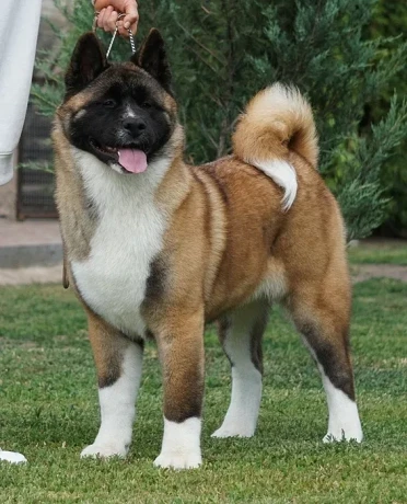 for-sale-adorable-2-month-old-american-akita-puppy-big-1