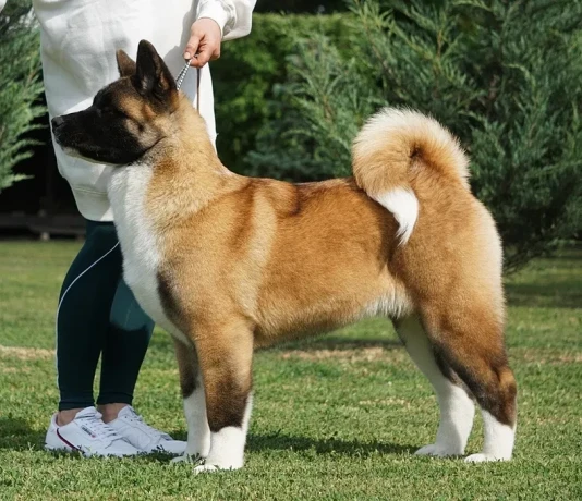 for-sale-adorable-2-month-old-american-akita-puppy-big-0