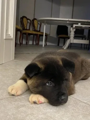 for-sale-adorable-2-month-old-american-akita-puppy-big-6