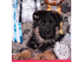 german-shepherd-puppies-for-sale-in-connecticut-your-loyal-companion-awaits-small-0