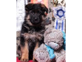 german-shepherd-puppies-for-sale-in-connecticut-your-loyal-companion-awaits-small-1