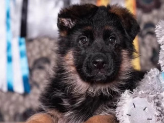 German Shepherd Puppies for Sale in Connecticut Your Loyal Companion Awaits!